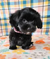 ANGIE, a female Morkie for sale in Snowflake, AZ – 4 of 8