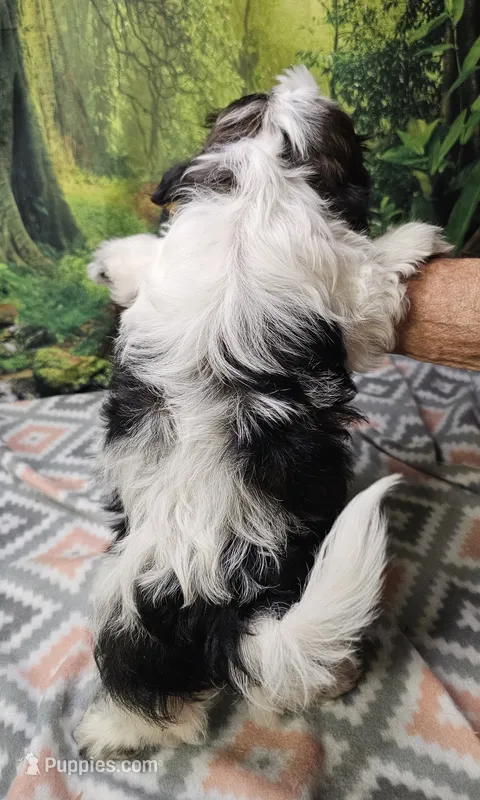 SADIE – Mal Shi puppy for sale in Snowflake, AZ