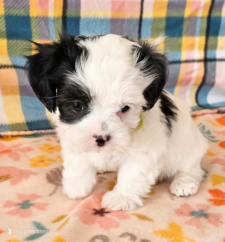 Paul – Morkie, Mal Shi puppy for sale in Snowflake, AZ