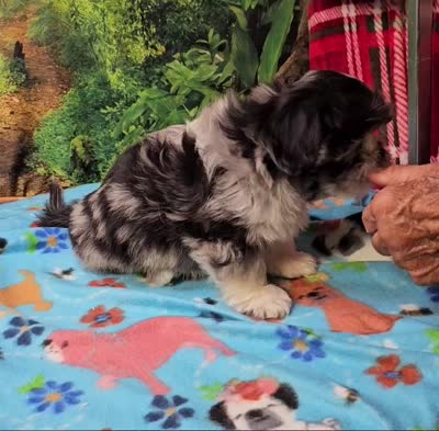 MACKY, a male Toy Australian Shepherd and Mal Shi for sale in Snowflake, AZ – 7 of 8