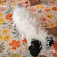 Pistol , a male Maltese and Yorkshire Terrier for sale in Snowflake, AZ – 4 of 10