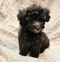 DOVE, a female Maltipoo for sale in Snowflake, AZ – 2 of 7