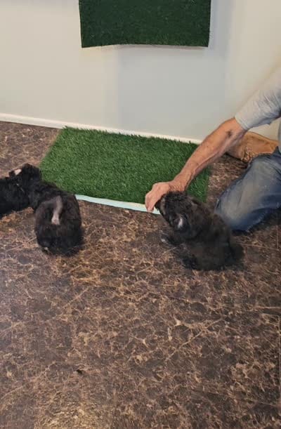 NAOMI, a female Maltipoo for sale in Snowflake, AZ – 6 of 6