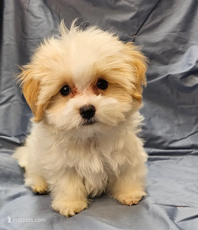Garnett – Morkie puppy for sale in Snowflake, AZ