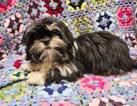 FANNY, a female Toy Australian Shepherd and Mal Shi for sale in Snowflake, AZ – 1 of 10