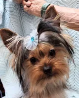 TOTO, a male Yorkshire Terrier and Morkie for sale in Snowflake, AZ – 5 of 9
