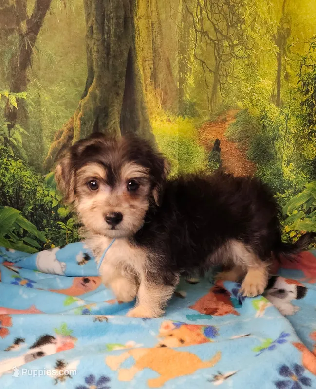 Boscoe – Morkie puppy for sale in Snowflake, AZ