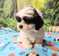 Hart, a male Mal Shi for sale in Snowflake, AZ – 7 of 9