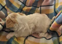 CATHRINE, a female Morkie for sale in Snowflake, AZ – 2 of 4