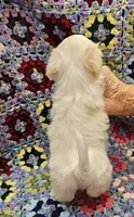 Moses, a male Maltese for sale in Snowflake, AZ – 2 of 6