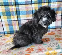 NAOMI, a female Maltipoo for sale in Snowflake, AZ – 3 of 7