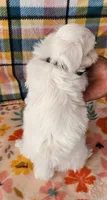 John, a male Shih Tzu and Morkie for sale in Snowflake, AZ – 2 of 6