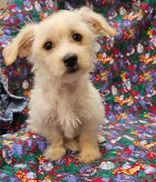 Rebecca , a female Morkie for sale in Snowflake, AZ – 3 of 8