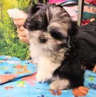 MACKY, a male Toy Australian Shepherd and Mal Shi for sale in Snowflake, AZ – 3 of 8