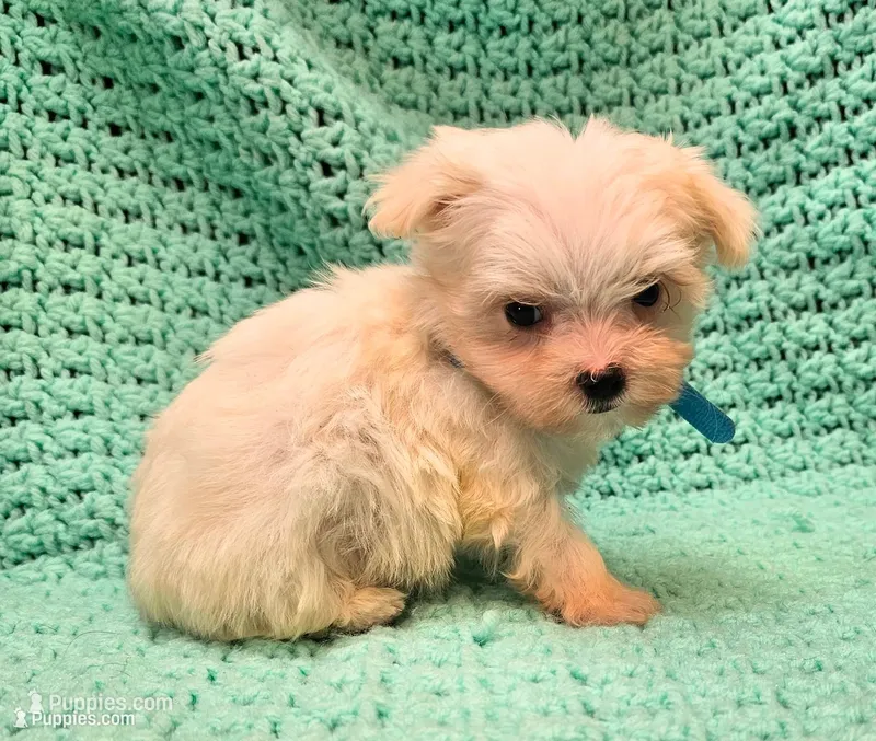 CASPER , a male Maltese and Morkie for sale in Snowflake, AZ – 1 of 8