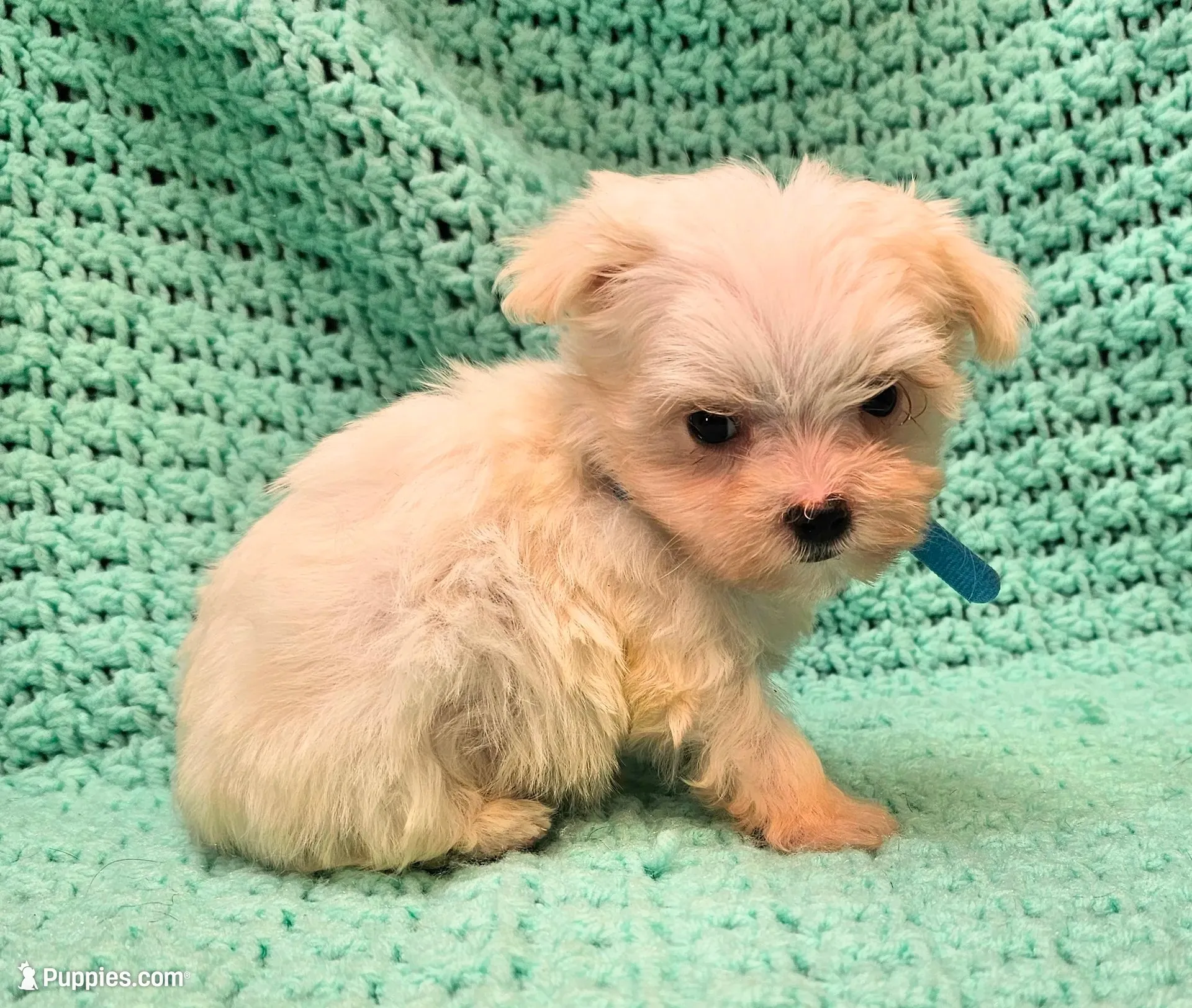 CASPER , a male Maltese and Morkie for sale in Snowflake, AZ – 1 of 8