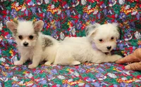 Pupcake, a female Morkie for sale in Snowflake, AZ – 4 of 7