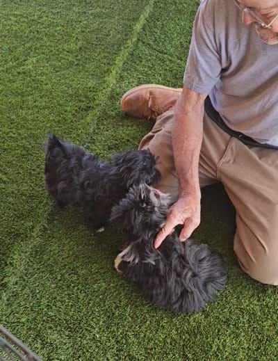 Honey , a female Maltese and Toy Australian Shepherd for sale in Snowflake, AZ – 6 of 7