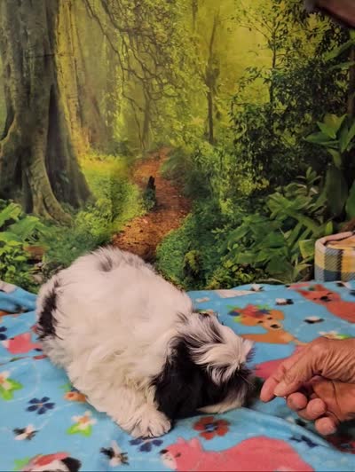 Hart, a male Mal Shi for sale in Snowflake, AZ – 8 of 9