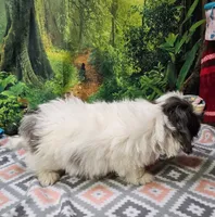 MARIA, a female Toy Australian Shepherd and Mal Shi for sale in Snowflake, AZ – 3 of 7