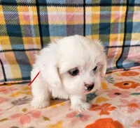 Yoko, a female Morkie and Mal Shi for sale in Snowflake, AZ – 3 of 9