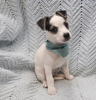 Herman, a male Malchi for sale in Snowflake, AZ – 4 of 7