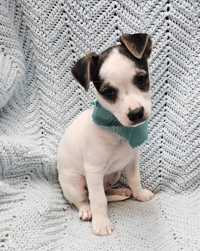 Herman – Malchi puppy for sale in Snowflake, AZ