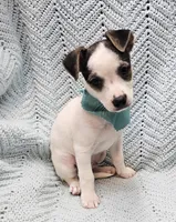Herman, a male Malchi for sale in Snowflake, AZ – 1 of 7