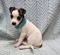 Herman, a male Malchi for sale in Snowflake, AZ – 6 of 7