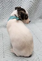 Herman, a male Malchi for sale in Snowflake, AZ – 3 of 7
