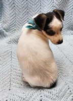 Herman, a male Malchi for sale in Snowflake, AZ – 7 of 7