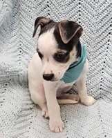 Herman, a male Malchi for sale in Snowflake, AZ – 2 of 7