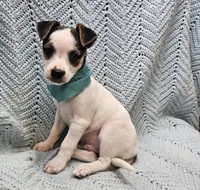 Herman, a male Malchi for sale in Snowflake, AZ – 5 of 7