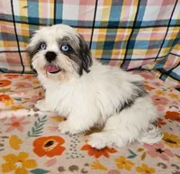 SINATRA , a male Toy Australian Shepherd and Mal Shi for sale in Snowflake, AZ – 1 of 8