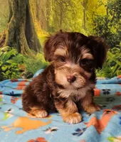 Hershey, a male Morkie for sale in Snowflake, AZ – 6 of 7