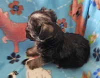 LONDON , a male Morkie for sale in Snowflake, AZ – 4 of 4