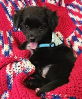 LEROY , a male Pomeranian and Morkie for sale in Snowflake, AZ – 2 of 5