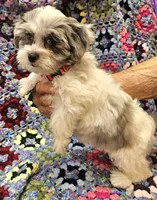 Breezy , a female Maltese and Toy Australian Shepherd for sale in Snowflake, AZ – 8 of 10
