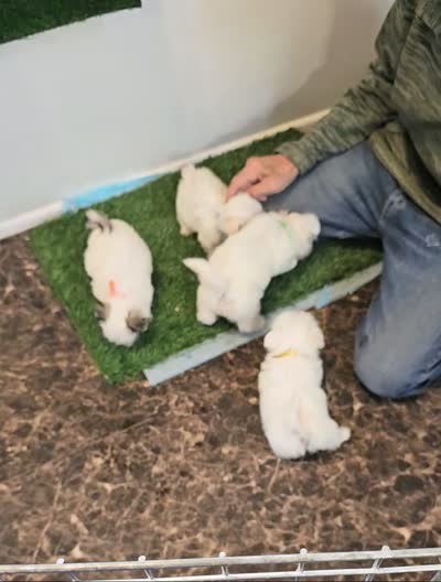 CASPER , a male Maltese and Morkie for sale in Snowflake, AZ – 8 of 8