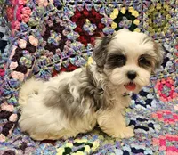 SUMMER , a female Maltese and Toy Australian Shepherd for sale in Snowflake, AZ – 2 of 8