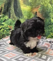 SPLASH, a female Toy Australian Shepherd and Mal Shi for sale in Snowflake, AZ – 6 of 7