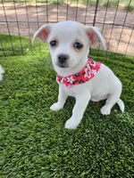 Elijah , a male Morkie for sale in Snowflake, AZ – 4 of 4