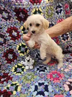 Rebecca , a female Morkie for sale in Snowflake, AZ – 6 of 7