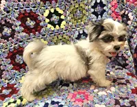 Breezy , a female Maltese and Toy Australian Shepherd for sale in Snowflake, AZ – 1 of 10