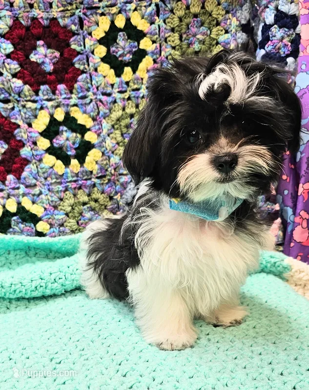Checkers  – Maltese, Shih Tzu puppy for sale in Snowflake, AZ