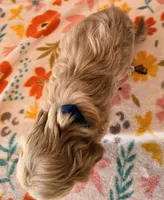 Sunny, a male Yorkipoo for sale in Snowflake, AZ – 6 of 9