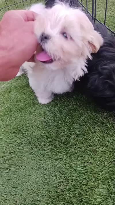 SUNKIST, a female Shih Tzu and Morkie for sale in Snowflake, AZ – 6 of 6