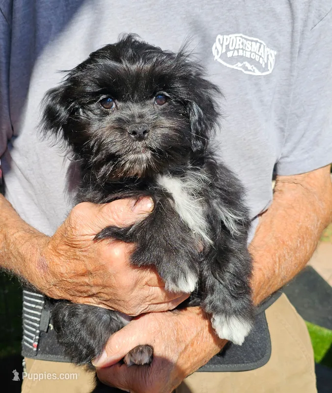 Honey  – Maltese, Toy Australian Shepherd puppy for sale in Snowflake, AZ