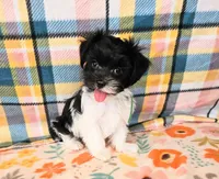 Playful Patch, a male Maltese and Mal Shi for sale in Snowflake, AZ – 7 of 8
