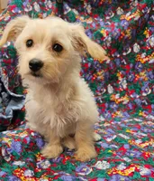 Rebecca , a female Morkie for sale in Snowflake, AZ – 4 of 8